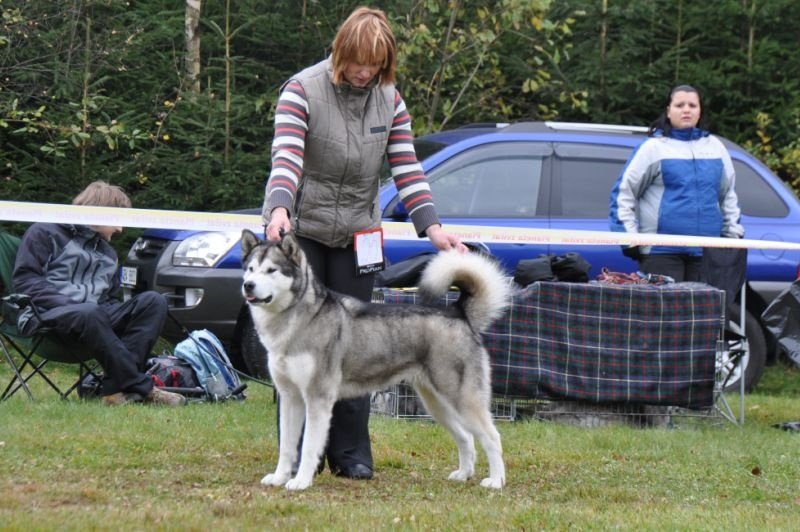 16.10.2010 KSP Speciality show, Exc.1; 3 years old